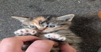 Mixed Breed cats - Advert 6