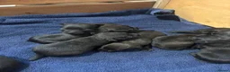 Patterdale Terrier dogs for sale: Patterdale Puppies - 5 Beautiful Bitches - Advert 34