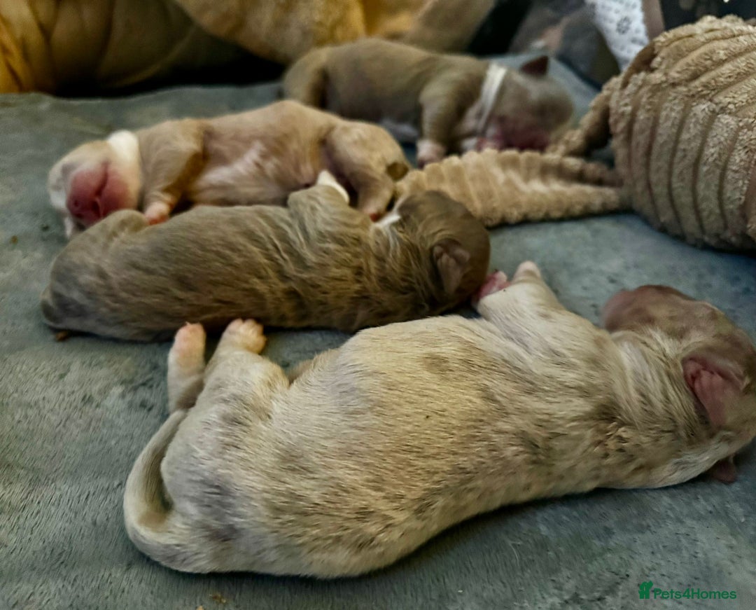 Olde English Bulldogge dogs for sale: Mammut : Fluffy Olde English Bulldog puppies. - Advert 3