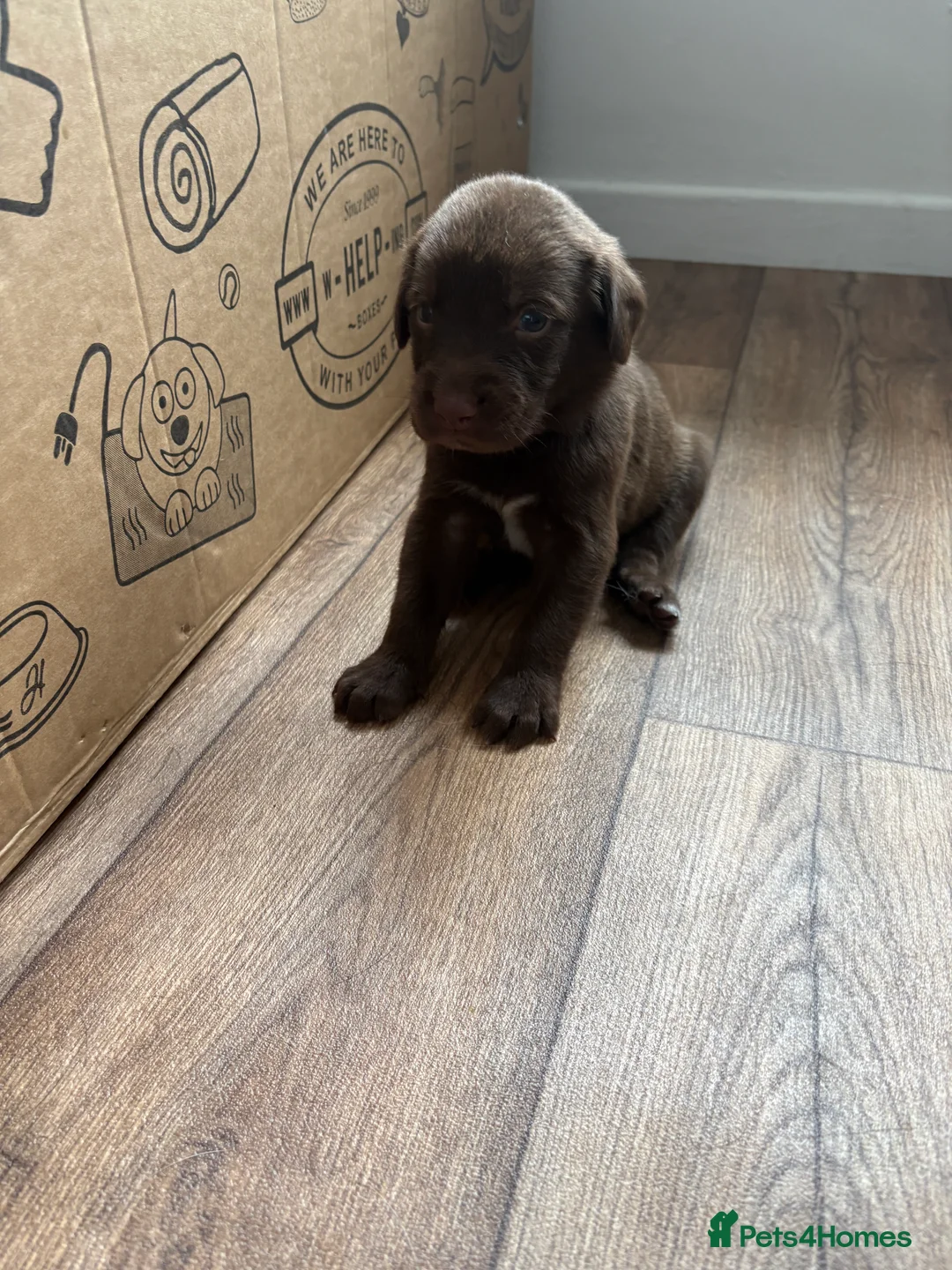 Mixed Breed dogs for sale: Spangold puppies ready end of March  - Advert 2