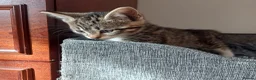 Mixed Breed cats for sale: Lovely Kittens😍😍😍 - Advert 8