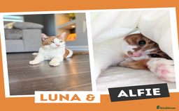 Mixed Breed cats for adoption: Your yin and yang! - Image 1