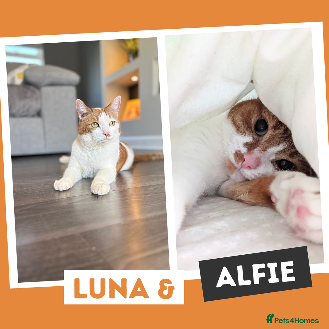 Mixed Breed cats for adoption: Your yin and yang! - Image 1