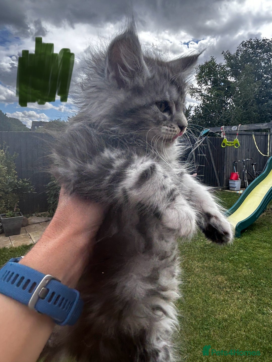 Maine Coon cats for sale: Maine coon kittens  - Image 23
