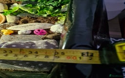 Hermann Tortoise reptiles for sale: Female Herman's Tortoise - Image 7