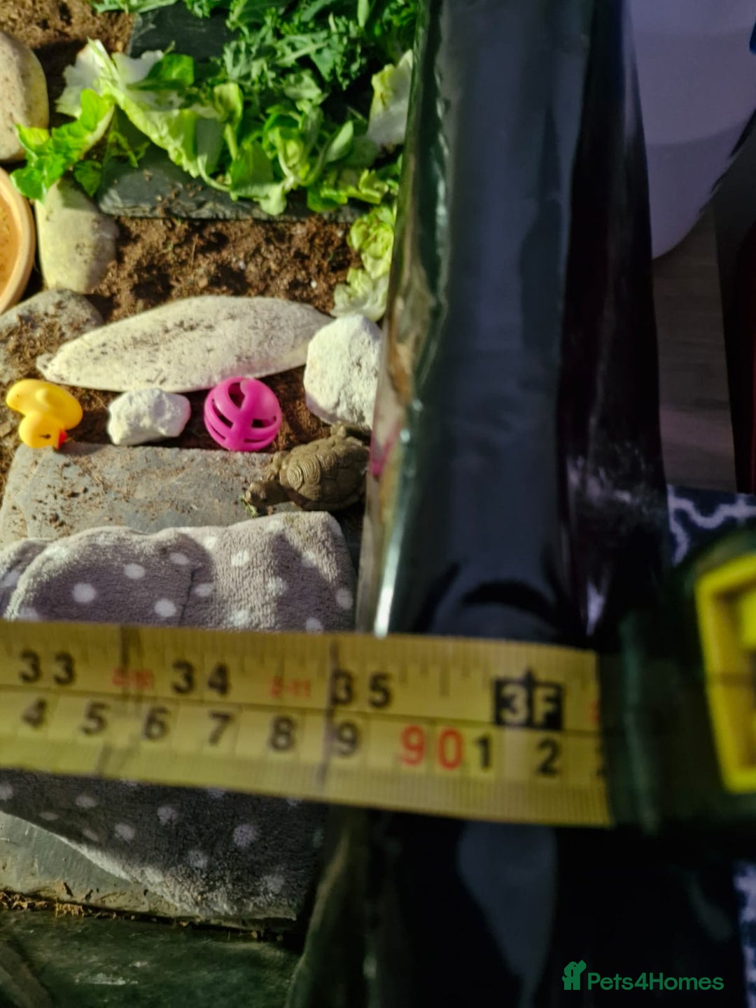 Hermann Tortoise reptiles for sale: Female Herman's Tortoise - Image 7