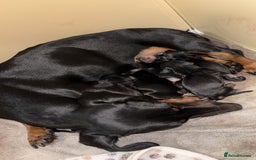 Miniature Dachshund dogs for sale: Miniature dachshund  - Image 2