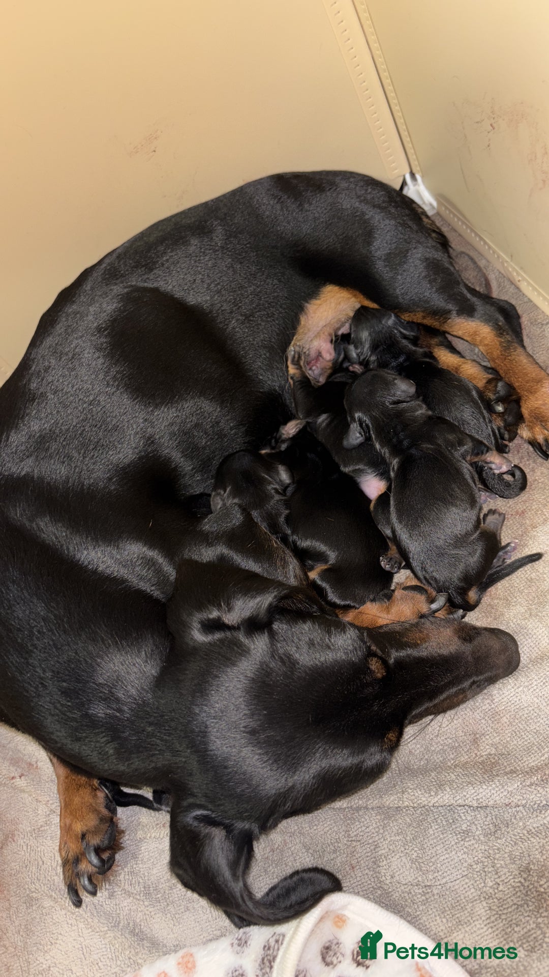 Miniature Dachshund dogs for sale: Miniature dachshund  - Image 2