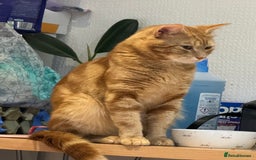 Domestic Shorthair cats for sale: Ginger Boy Lion  - Image 7