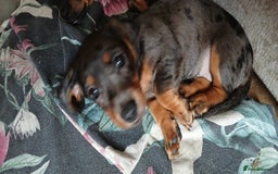 Mixed Breed dogs for sale: 1x Female Puppy Dachshund Left  - Image 3