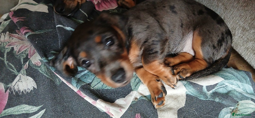 Mixed Breed dogs for sale: 1x Female Puppy Dachshund Left  - Image 3