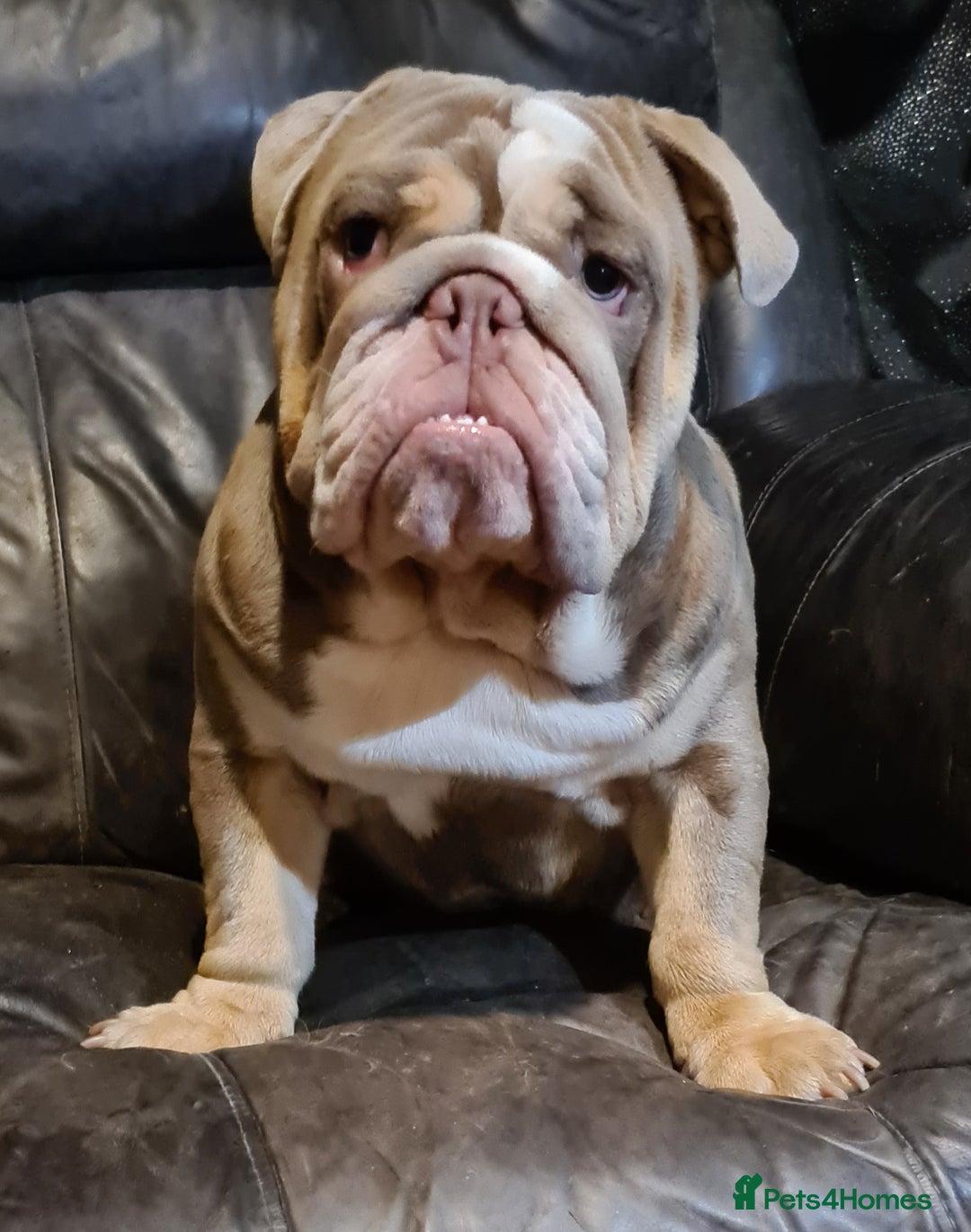 English Bulldog dogs for stud: Dog for stud in Dagenham - Advert 21
