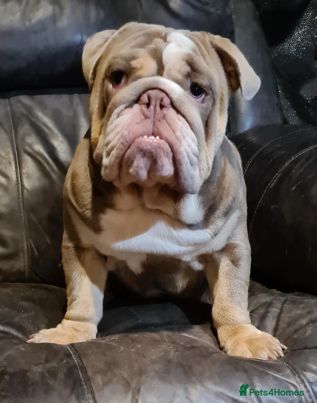 English Bulldog dogs for stud: Dog for stud in Dagenham - Advert 21