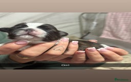 Shih Tzu dogs for sale: Shih zue puppies  - Image 1
