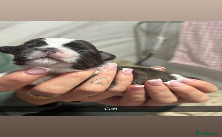 Shih Tzu dogs - Advert 9