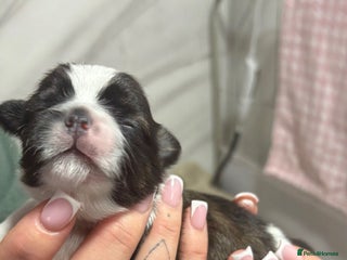 Shih Tzu dogs - Advert 7