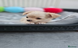 Chihuahua dogs for sale: Chihuahua long haired xs - Image 9
