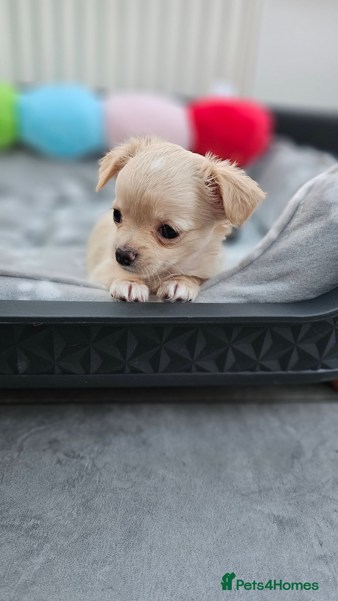 Chihuahua dogs for sale: Chihuahua long haired xs - Image 9