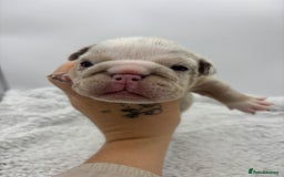 English Bulldog dogs for sale: 10 British Bulldog puppies 🐶  - Image 27
