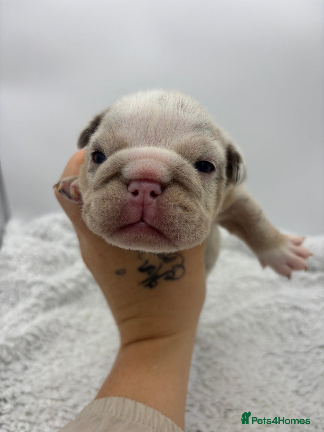 English Bulldog dogs for sale: 10 British Bulldog puppies 🐶  - Image 27