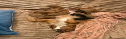 Cavalier King Charles Spaniel dogs for sale: Stunning cavalier King Charles spaniel puppies in Doncaster - Advert 28