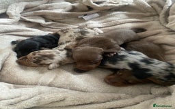 Dachshund dogs for sale: Minture dashund - Image 5