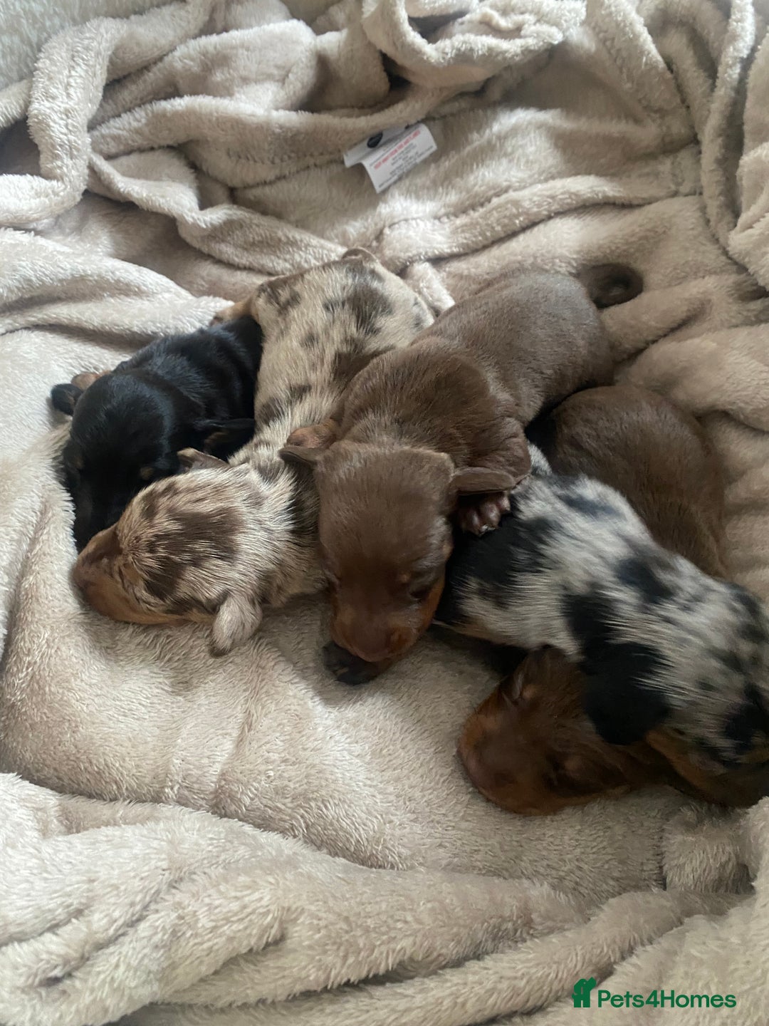 Dachshund dogs for sale: Minture dashund - Image 5