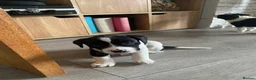 Mixed Breed dogs for sale: The cutest things looking for loving homes - Advert 7
