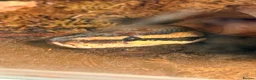 Python Snake reptiles for sale: Pied Royal Python & Full Setup – £400 ONO in Eastbourne - Advert 3