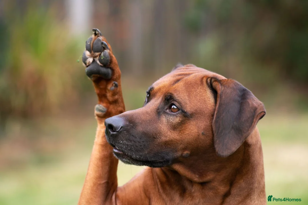 Rhodesian Ridgeback dogs for stud: Rhodesian Ridgeback Stud…. in Doncaster - Advert 7