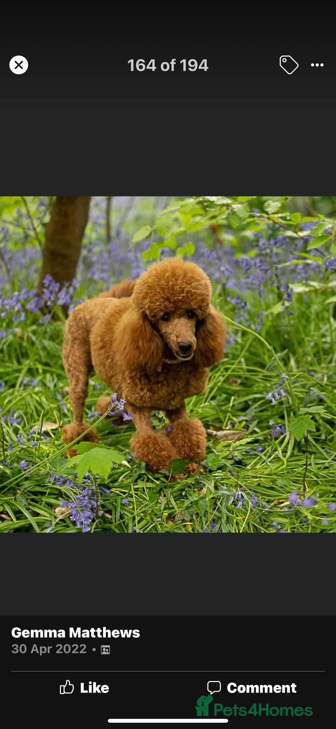 Cockapoo dogs for sale: SMALL COCKAPOO BABYS - Image 22