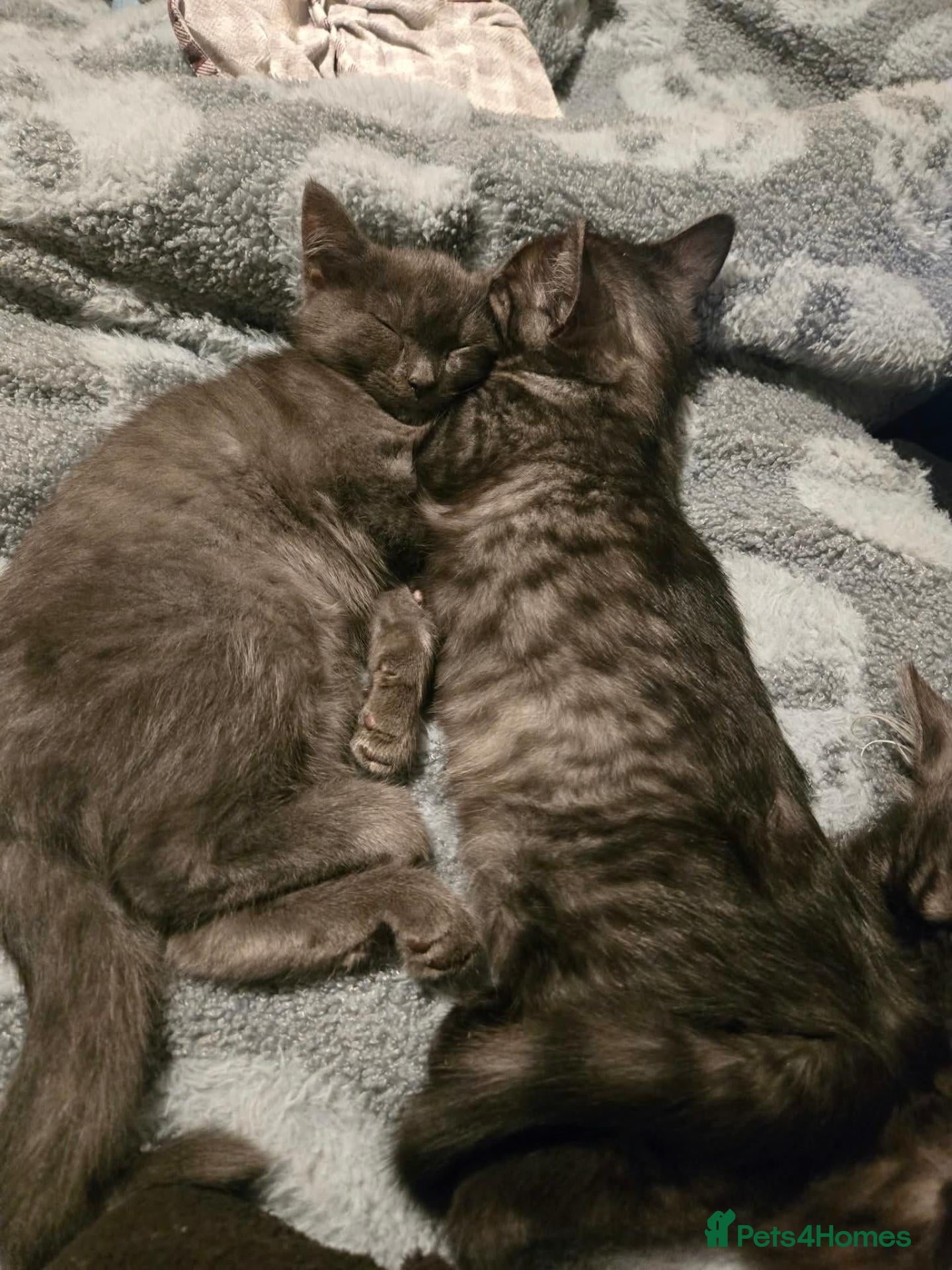 Mixed Breed cats Full grey persian kitten and stripey kitten. - Advert 14