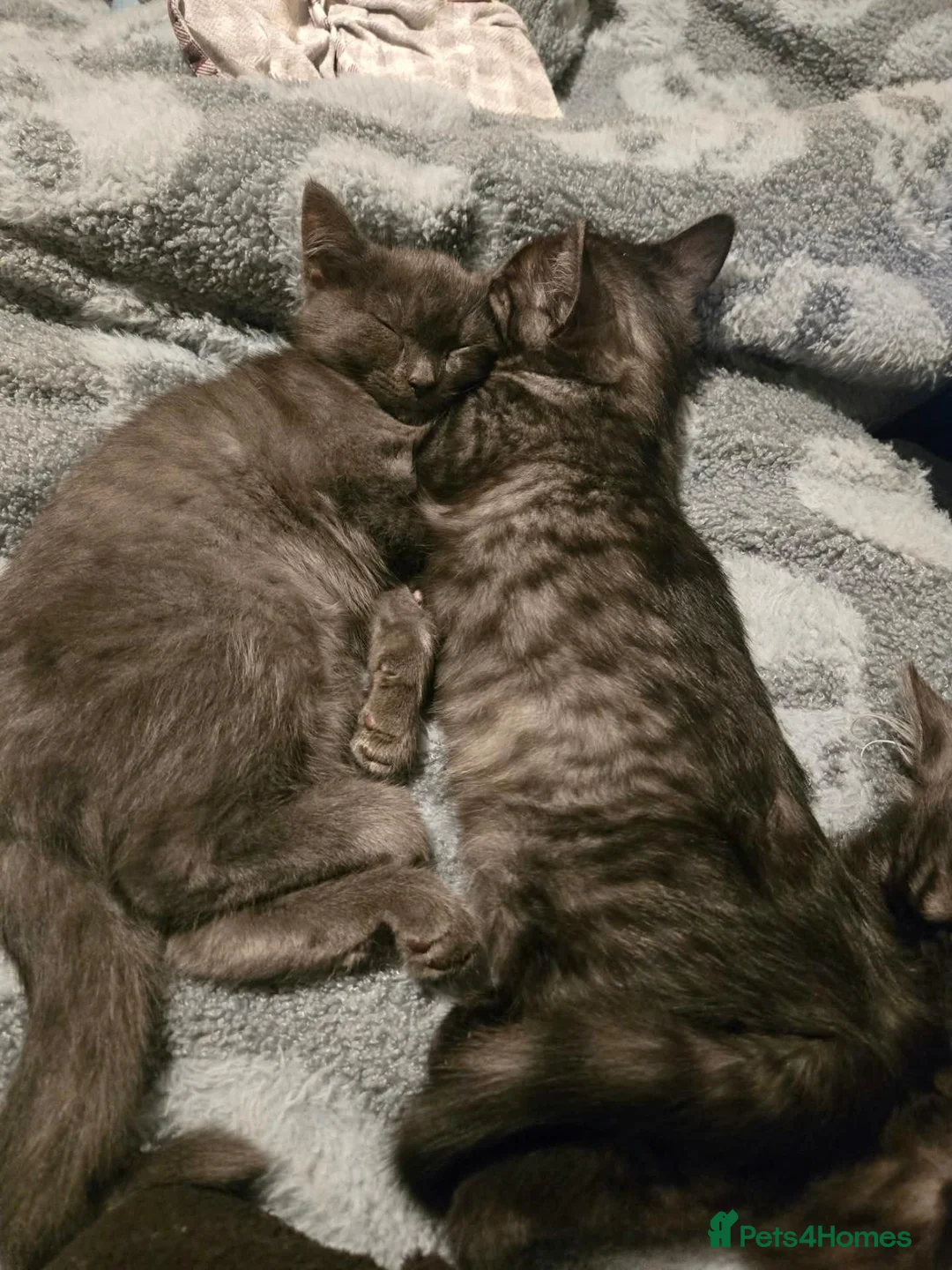 Mixed Breed cats for sale: X3 doll face persians  - Advert 1