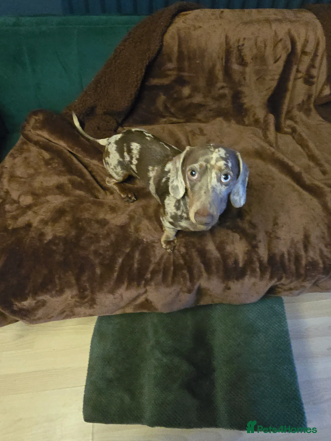 Miniature Dachshund dogs for stud: Miniature dachshund for breeding - Advert 2