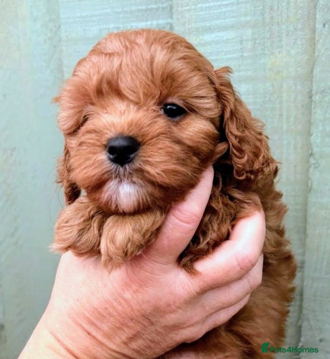 Cockapoo dogs for sale: ❤️ Tiny Deep Red Miniature F1b Cockapoo Pup's  - Image 11
