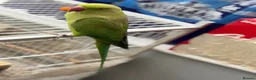 Ringnecks birds for sale: Ringneck Friendly  for sale in Heckmondwike - Advert 9
