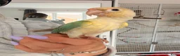 Conures birds for sale: Green cheek Conure - hand reared - Advert 3