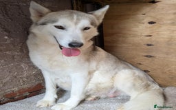 Siberian Husky dogs for sale: Beautiful pure Siberian Husky - Image 11