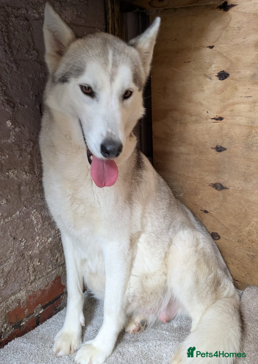 Siberian Husky dogs for sale: Beautiful pure Siberian Husky - Image 11