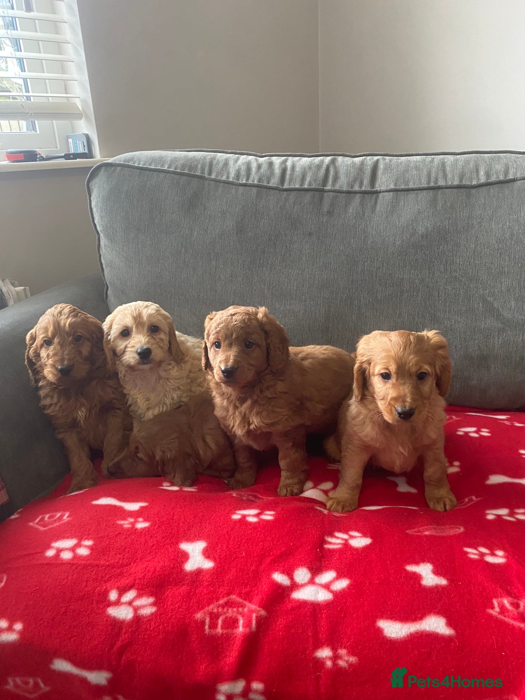 Cockapoo dogs for sale: Beautiful cockapoos - Advert 2