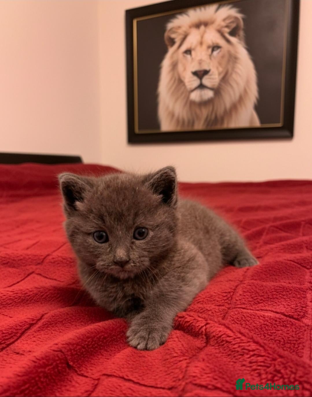 British Shorthair cats Bristish shorhair ready to go - Advert 5