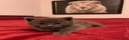British Shorthair cats for sale: Bristish shorhair ready to go - Advert 1