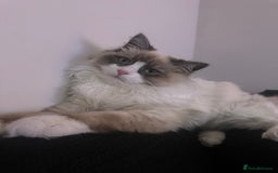 Ragdoll cats for sale: Ragdoll x Turkish Angora X Neva Masquerade Boy Cat - Advert 5