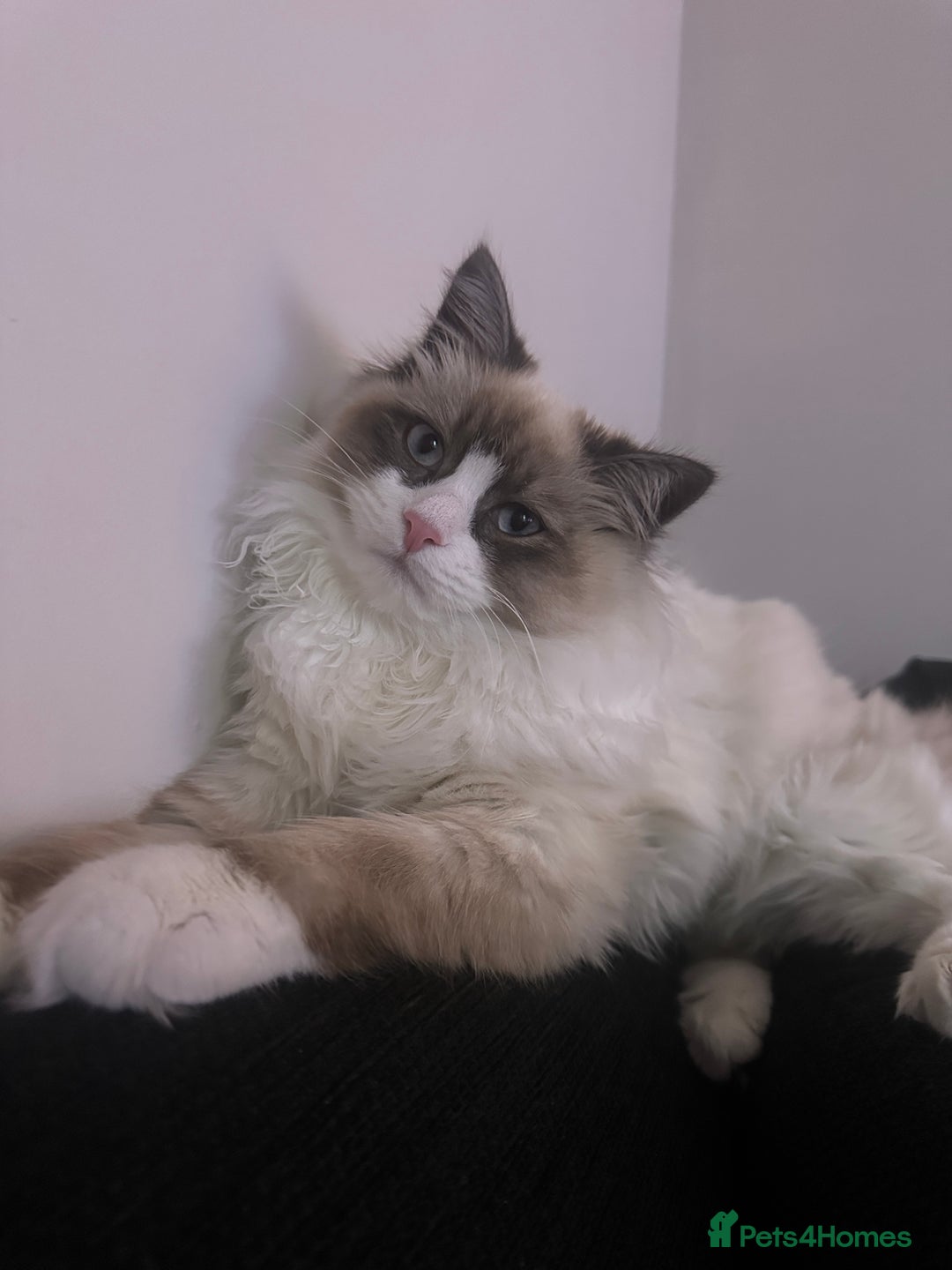 Ragdoll cats for sale: Ragdoll x Turkish Angora X Neva Masquerade Boy Cat - Advert 5