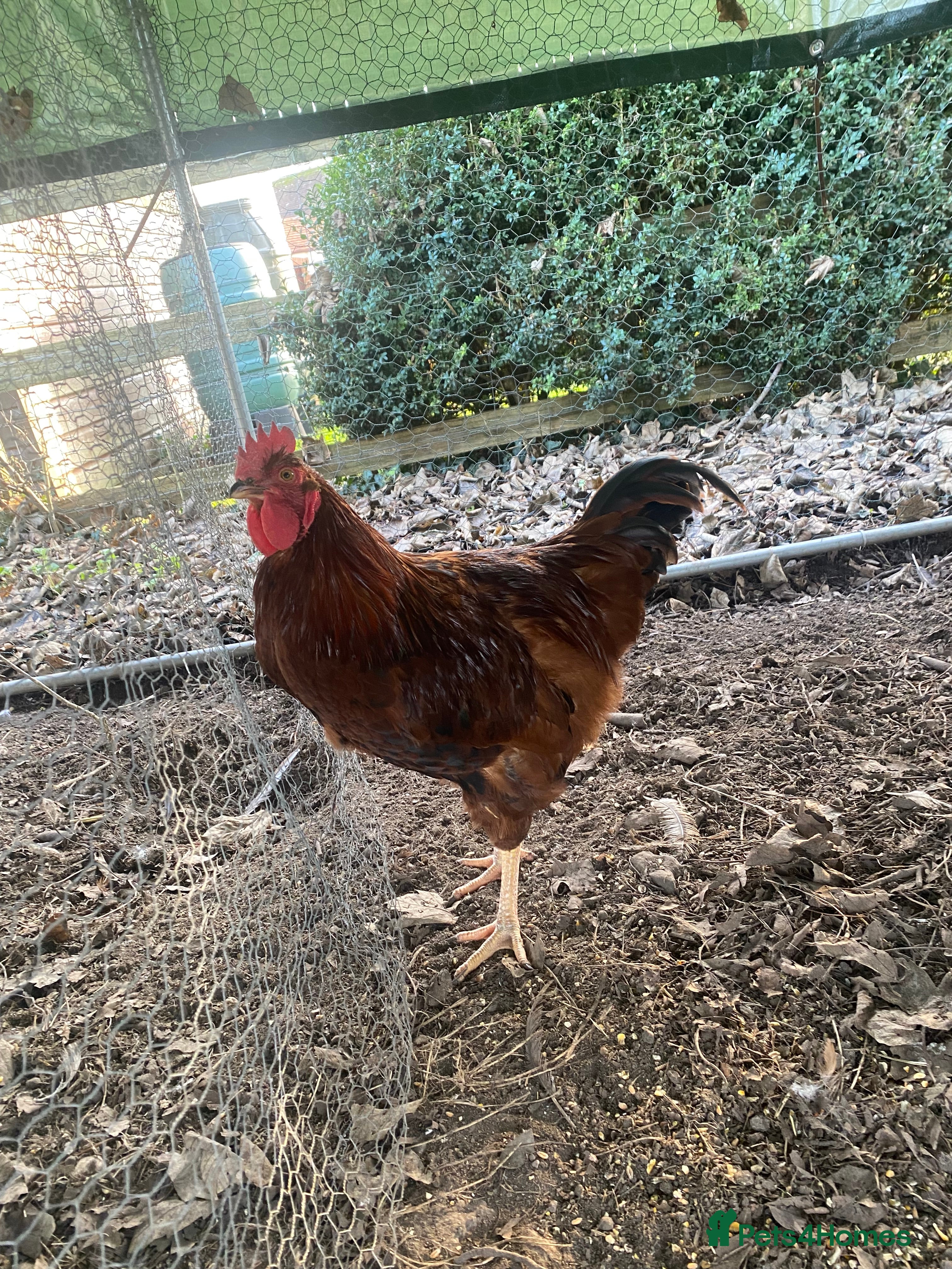 Chickens poultry RHODE ISLAND RED COCKEREL - Advert 8