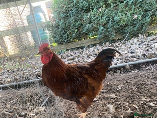 Chickens poultry RHODE ISLAND RED COCKEREL - Advert 8