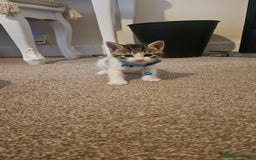 British Shorthair cats for sale: Beautiful Bengal x Calico Kittens - Image 3