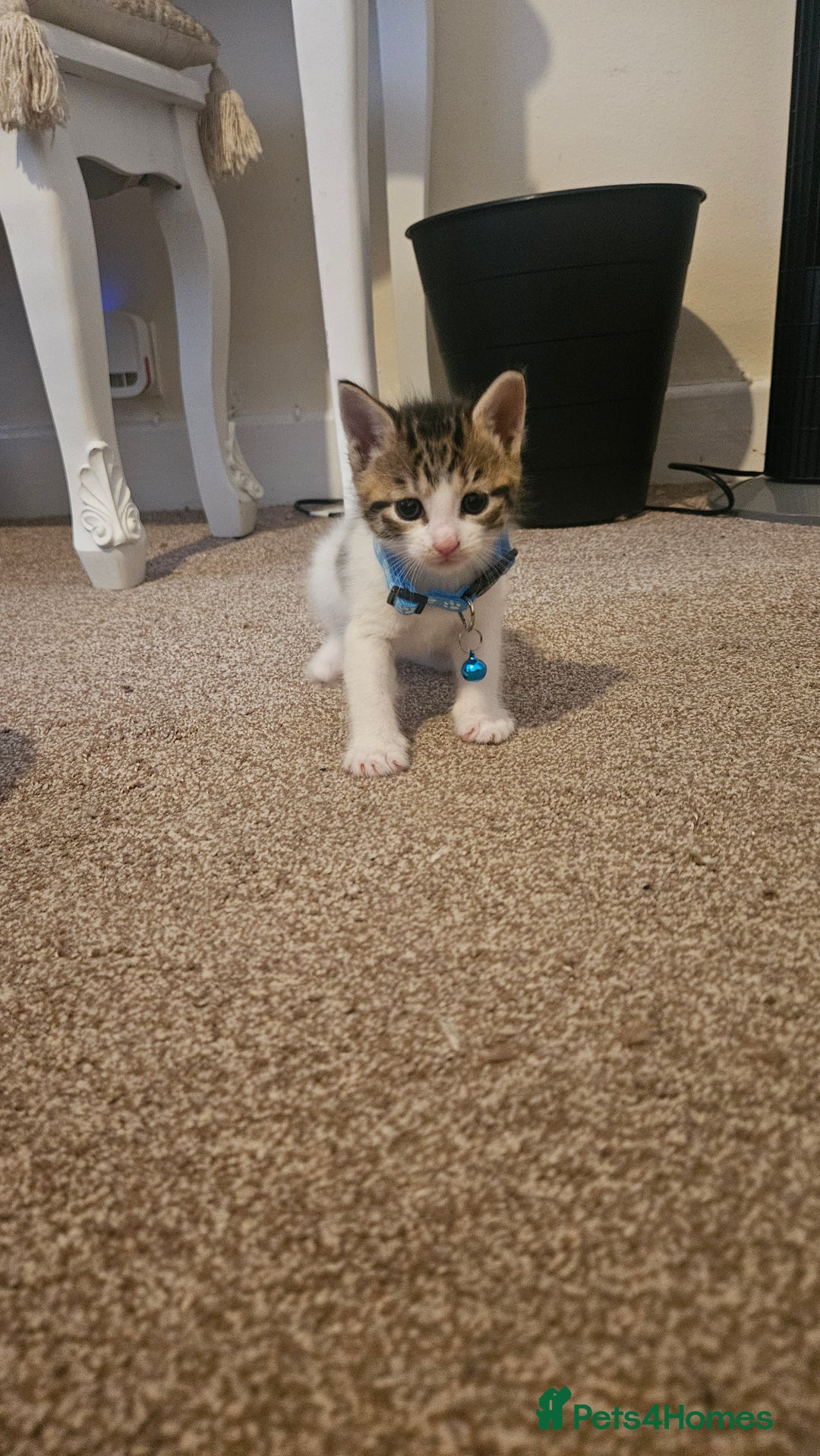 British Shorthair cats for sale: Beautiful Bengal x Calico Kittens - Image 3