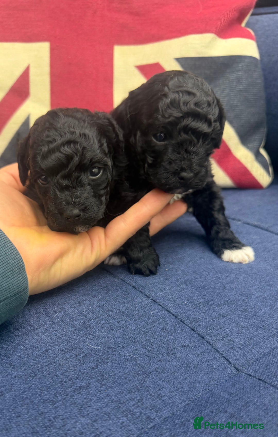 Maltipoo dogs for sale: Toy poodle cross maltipoo puppies little puppies  - Advert 12
