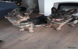 German Shepherd dogs for sale: German shepherd puppies  - Image 8